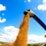 Emprego no agronegócio atinge 28,4 milhões e estabelece novo recorde histórico 5 ocrente 1778092465