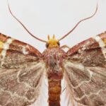 Mariposa descoberta em Creta recebe nome de “Pyralis papaleonei” em homenagem ao Papa Leão XIV 5 ocrente 1778260803