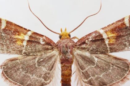 Mariposa descoberta em Creta recebe nome de “Pyralis papaleonei” em homenagem ao Papa Leão XIV 8 ocrente 1778260803
