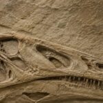 Alemanha confirma retorno ao Brasil do fóssil do dinossauro Irritator challengeri 5 ocrente 1778345384