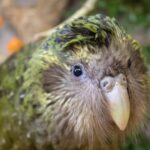 Nascimento de Tiwhiri marca primeira reprodução de kākāpō em quatro anos na Nova Zelândia 5 ocrente 1778528061