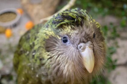 Nascimento de Tiwhiri marca primeira reprodução de kākāpō em quatro anos na Nova Zelândia 8 ocrente 1778528061