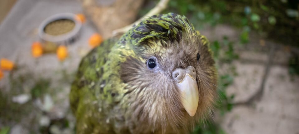 Nascimento de Tiwhiri marca primeira reprodução de kākāpō em quatro anos na Nova Zelândia 2 ocrente 1778528061