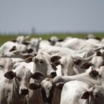 Indústria brasileira de carne promete cumprir novas exigências da União Europeia até setembro 4 ocrente 1778616272