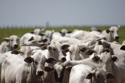 Indústria brasileira de carne promete cumprir novas exigências da União Europeia até setembro 8 ocrente 1778616272