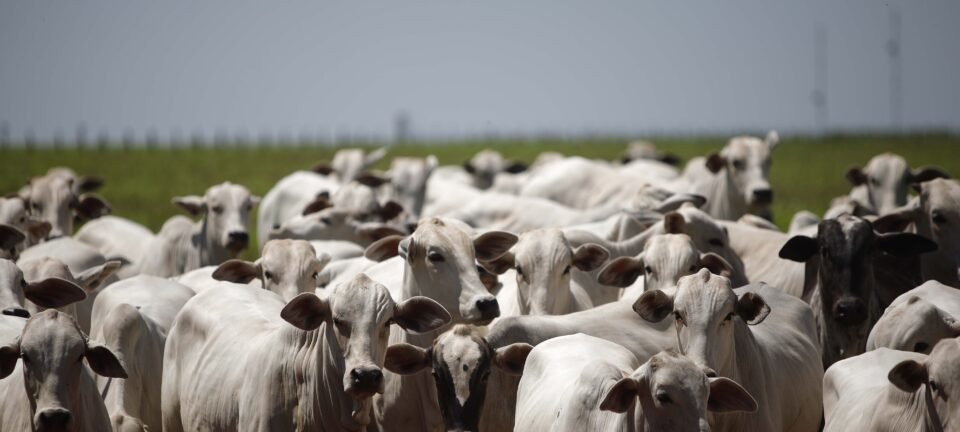 Indústria brasileira de carne promete cumprir novas exigências da União Europeia até setembro 2 ocrente 1778616272