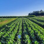 Dejetos suínos viram fertilizante: Embrapa prova que estruvita pode substituir adubos fosfatados importados 4 ocrente 1779286843