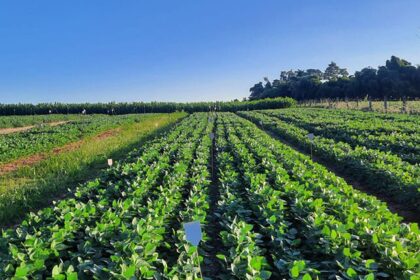 Dejetos suínos viram fertilizante: Embrapa prova que estruvita pode substituir adubos fosfatados importados 2 ocrente 1779286843