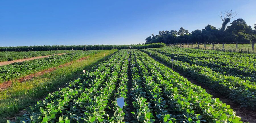 Dejetos suínos viram fertilizante: Embrapa prova que estruvita pode substituir adubos fosfatados importados 2 ocrente 1779286843