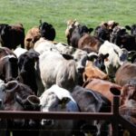 Surto de mosca-da-bicheira faz Texas decretar emergência e põe produção de carne em alerta 5 ocrente 1780789764