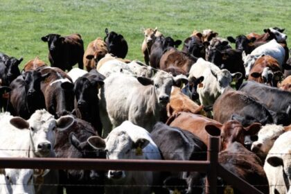 Surto de mosca-da-bicheira faz Texas decretar emergência e põe produção de carne em alerta 6 ocrente 1780789764