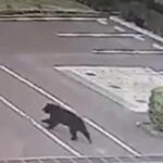 Captura de urso põe fim ao fechamento de 94 escolas em Utsunomiya, no Japão 4 ocrente 1781021082
