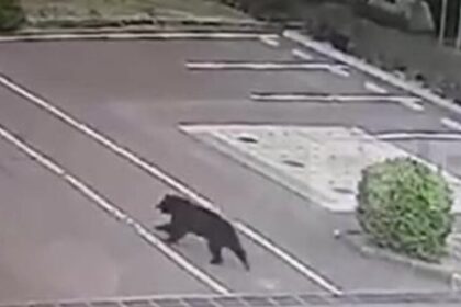 Captura de urso põe fim ao fechamento de 94 escolas em Utsunomiya, no Japão 8 ocrente 1781021082