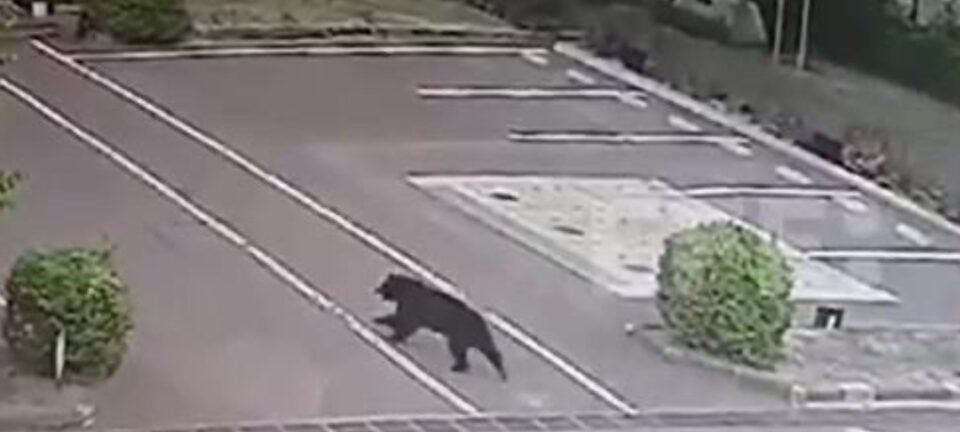 Captura de urso põe fim ao fechamento de 94 escolas em Utsunomiya, no Japão 2 ocrente 1781021082