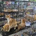 Polícia vietnamita liberta cerca de 500 gatos que seriam abatidos para consumo 5 ocrente 1781930108