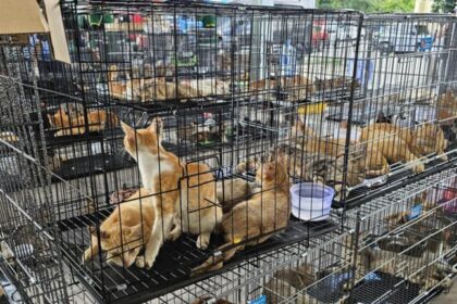 Polícia vietnamita liberta cerca de 500 gatos que seriam abatidos para consumo 14 ocrente 1781930108