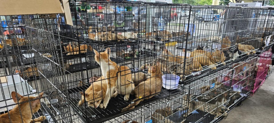 Polícia vietnamita liberta cerca de 500 gatos que seriam abatidos para consumo 2 ocrente 1781930108