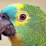 Papagaio considerado perdido há um século é redescoberto em montanha da Indonésia 4 ocrente 1783457384
