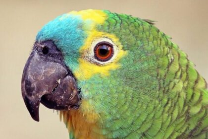 Papagaio considerado perdido há um século é redescoberto em montanha da Indonésia 14 ocrente 1783457384