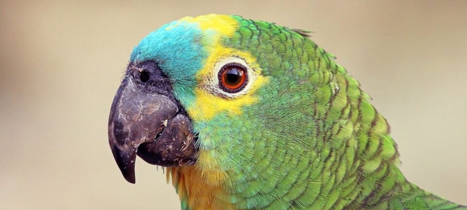 Papagaio considerado perdido há um século é redescoberto em montanha da Indonésia 2 ocrente 1783457384