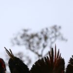 Relatório do Senado expõe falhas do governo na resposta à crise Yanomami 4 ocrente 1783571665
