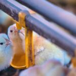 China acelera exportações e já disputa mercados de frango com o Brasil 4 ocrente 1785204561