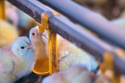 China acelera exportações e já disputa mercados de frango com o Brasil 20 ocrente 1785204561