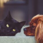 Empresa dos EUA testa pílula para estender vida saudável de cães idosos 4 ocrente 1785246864