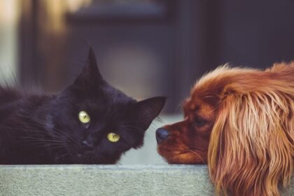 Empresa dos EUA testa pílula para estender vida saudável de cães idosos 18 ocrente 1785246864