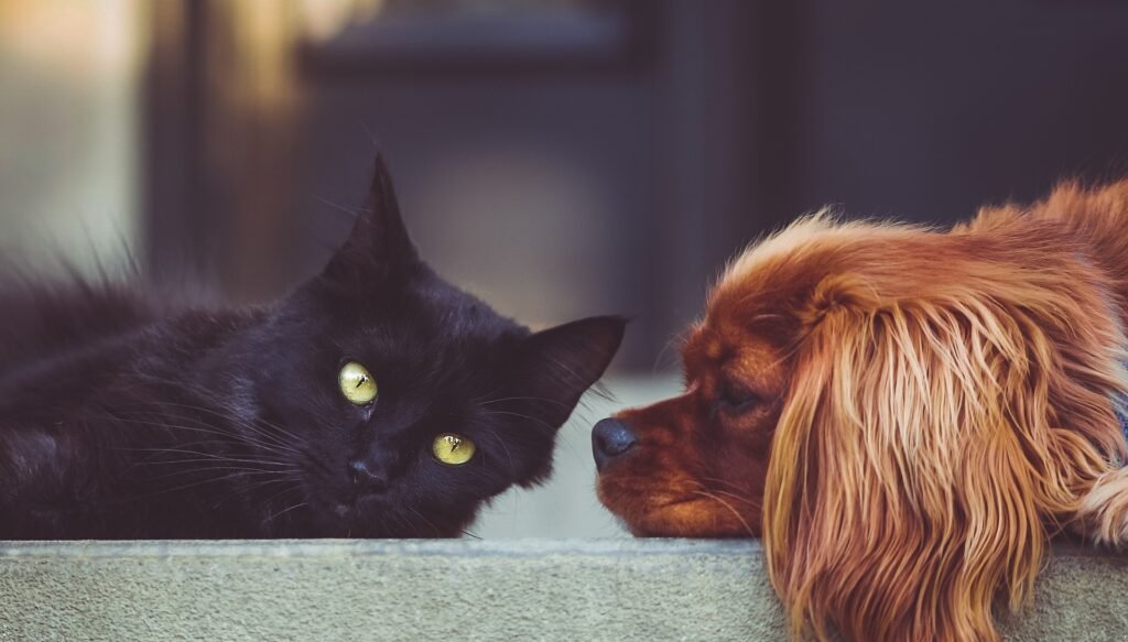 Empresa dos EUA testa pílula para estender vida saudável de cães idosos 2 ocrente 1785246864